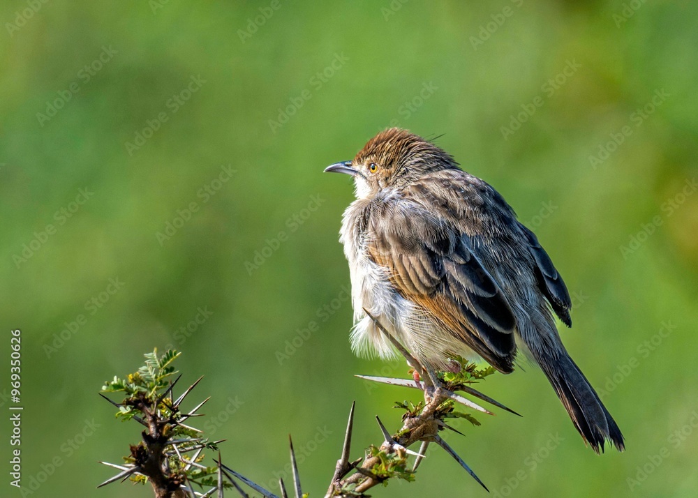 Fototapeta premium Small bird perched on thorny branch