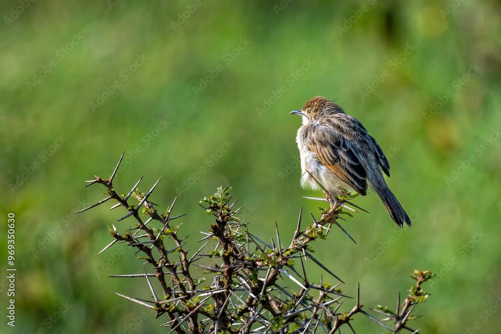 Small bird perched on thorny branch with green background. Small bird perched on thorny branch with green background.