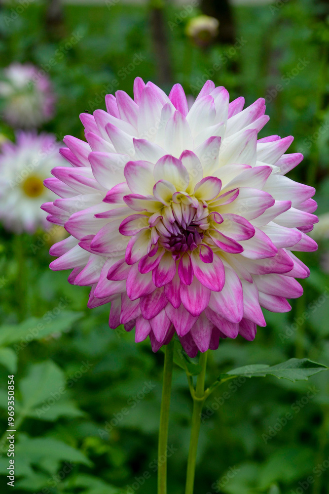 Fototapeta premium Dahlia, variete Jura