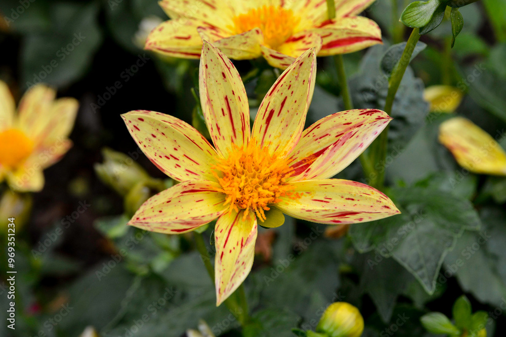 Dahlia, variete Lucky Stripes Dahlia, variete Lucky Stripes