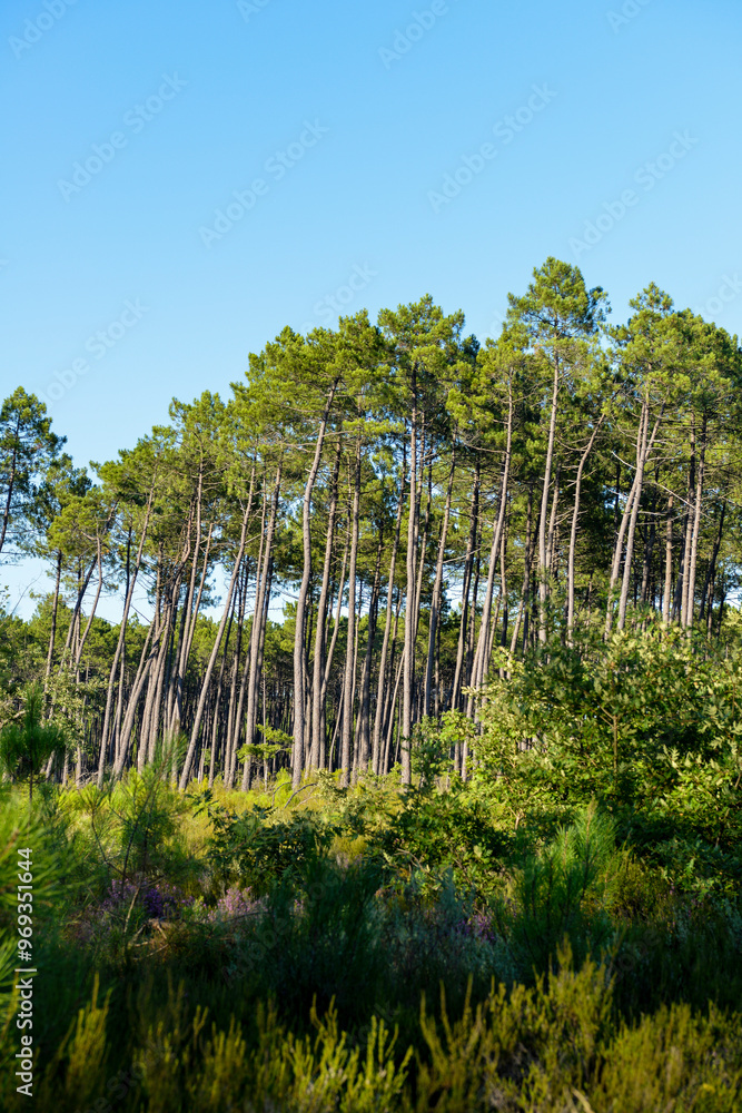 Pin maritime, Pin de Bordeaux, Pin des Landes, Pinus pinaster Soland, Foret Landaise, 40, Landes, France Pin maritime, Pin de Bordeaux, Pin des Landes, Pinus pinaster Soland, Foret Landaise, 40, Landes, France
