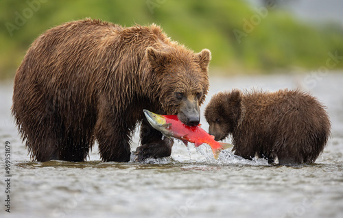 Brown bear fishing for salmon in Alaska