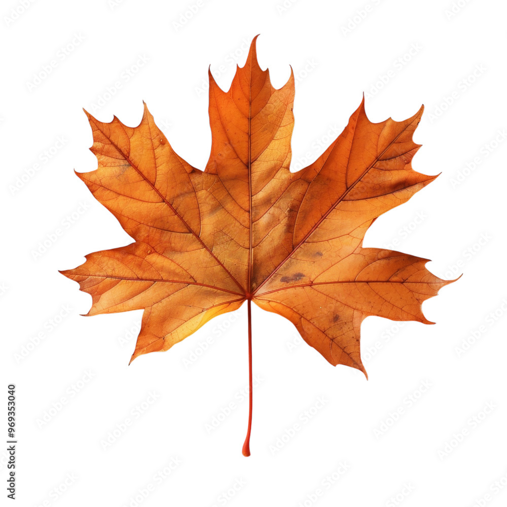 Autumn maple leaf on transparent background. Autumn maple leaf on transparent background.