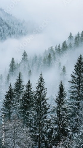 Snow-Draped Pine Forest with Morning Mist photo