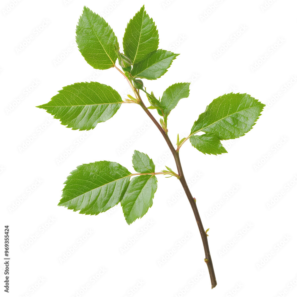 Fototapeta premium Green leaf branch on white background isolated transparent background