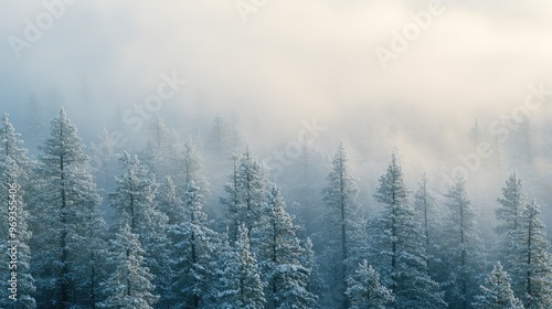 Snow-Draped Pine Forest with Morning Mist