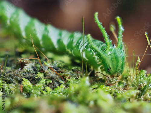 Dragon-headed caterpillar before becoming a butterfly photo