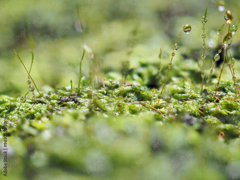 Fototapeta premium Dew drops on moss and ferns