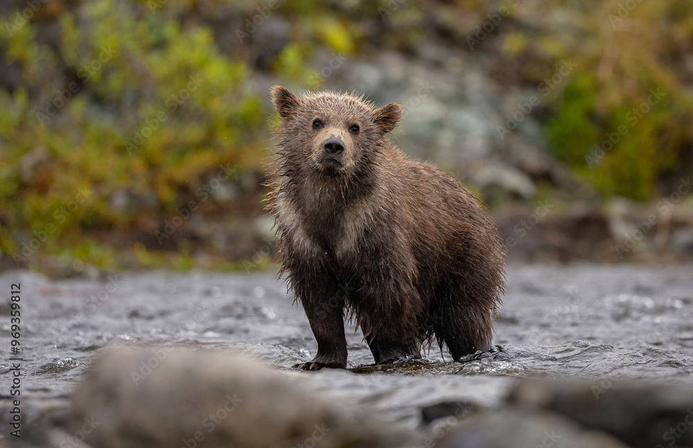 Naklejka premium Brown bear in Katmai, Alaska