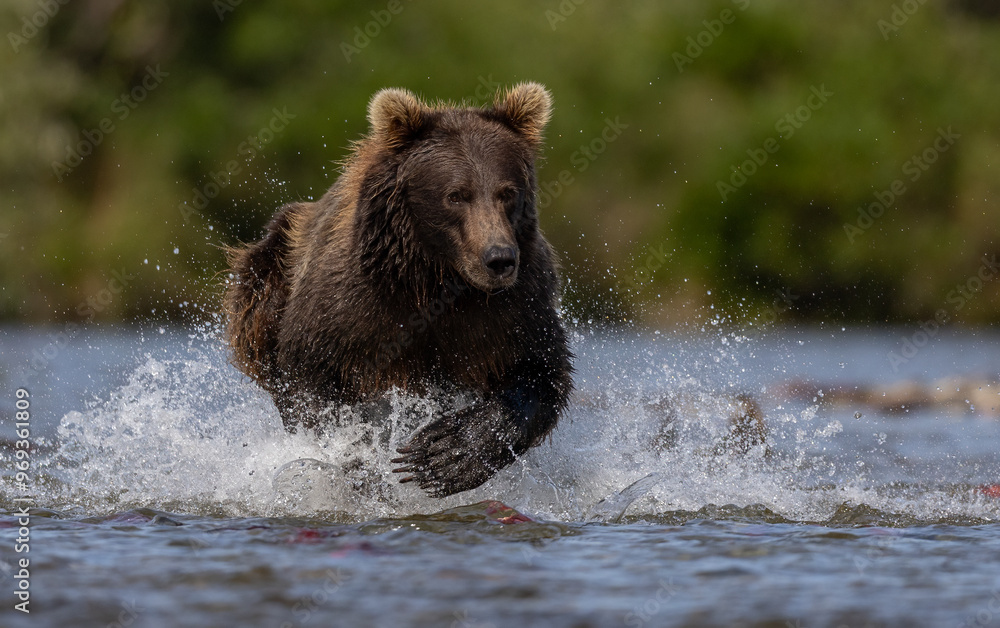 Brown Bear Fishing for Salmon in Katmai, Alaksa
Brown Bear Fishing for Salmon in Katmai, Alaksa