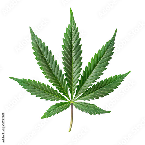 Cannabis, Marijuana on transparent background.