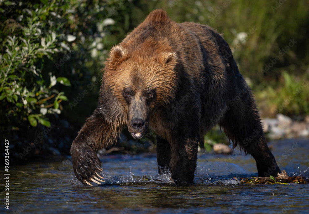 Fototapeta premium Brown bear fishing for salmon in Alaska