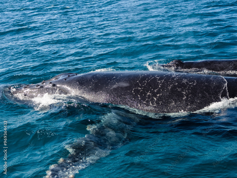 Fototapeta premium Whale ocean wildlife