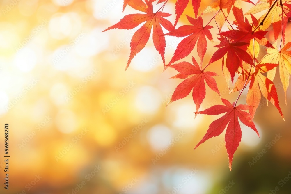 Vibrant autumn leaves in sunlight Vibrant autumn leaves in sunlight