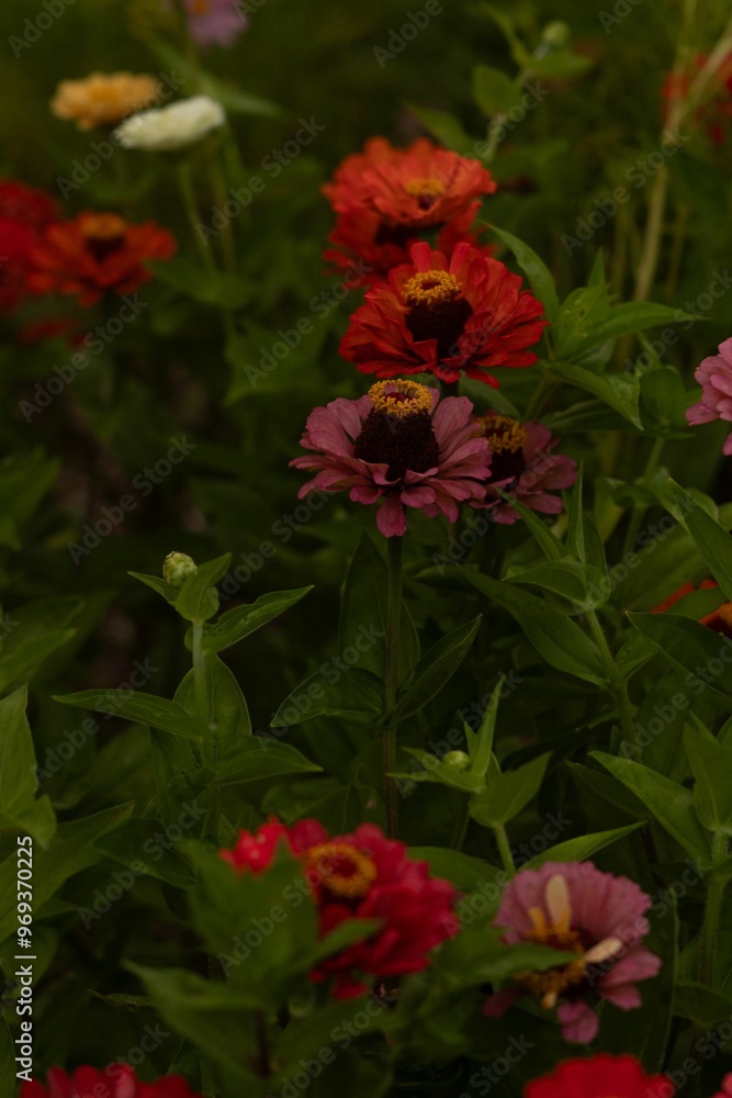 Closeup vertical view of vibrant common zinnia flowers in a natural setting, with blurred background Closeup vertical view of vibrant common zinnia flowers in a natural setting, with blurred background