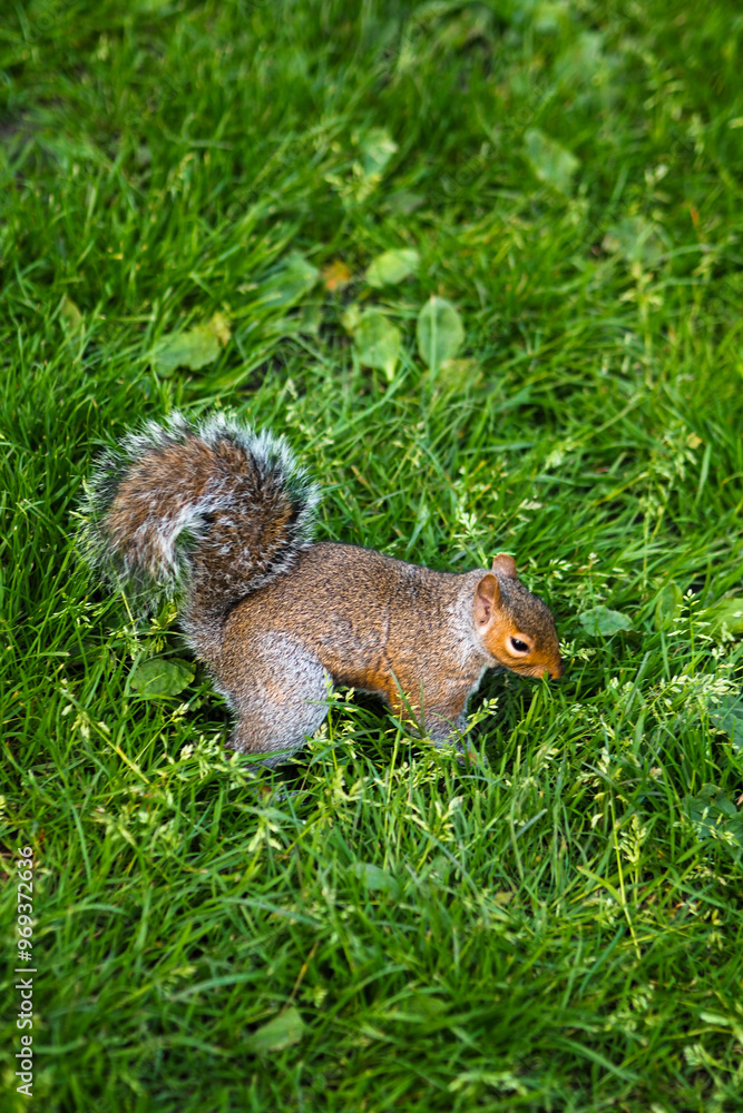 Fototapeta premium Close-up of a squirrel on green grass in a park during the daytime