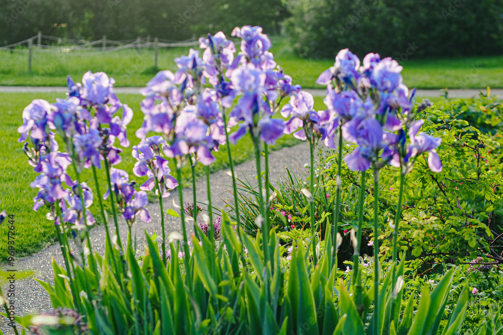 Vibrant purple irises blooming in a garden with a lush green background on a sunny day Vibrant purple irises blooming in a garden with a lush green background on a sunny day