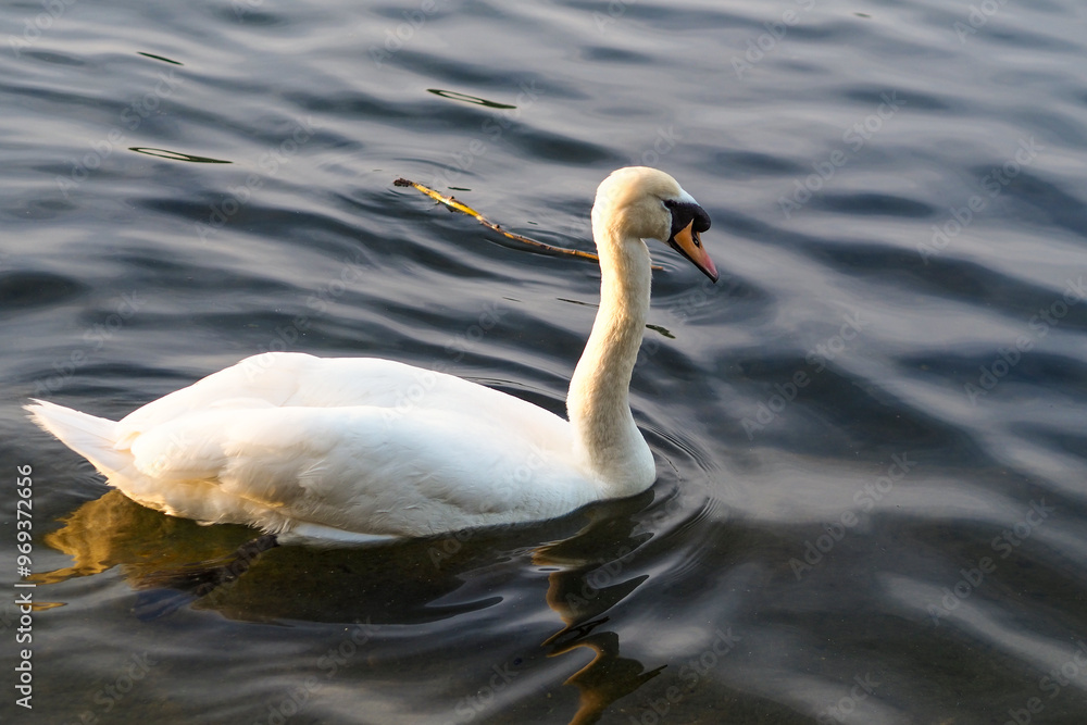 Graceful swan swimming in calm water during a sunny day Graceful swan swimming in calm water during a sunny day