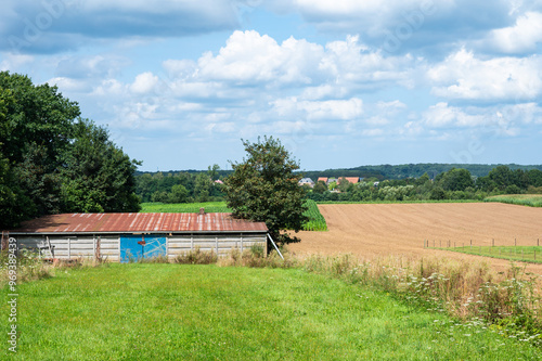 Green and golden agriculture field with metal shed at the Flemish countryside around Aarschot, Belgium