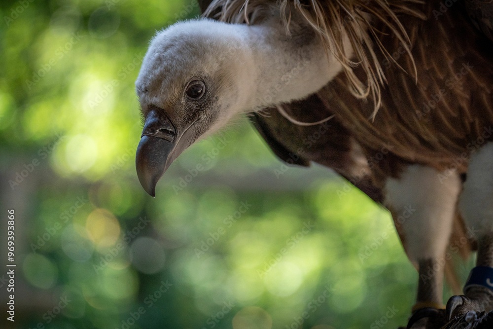 Fototapeta premium Close-Up of a Vulture with a Blurred Green Background