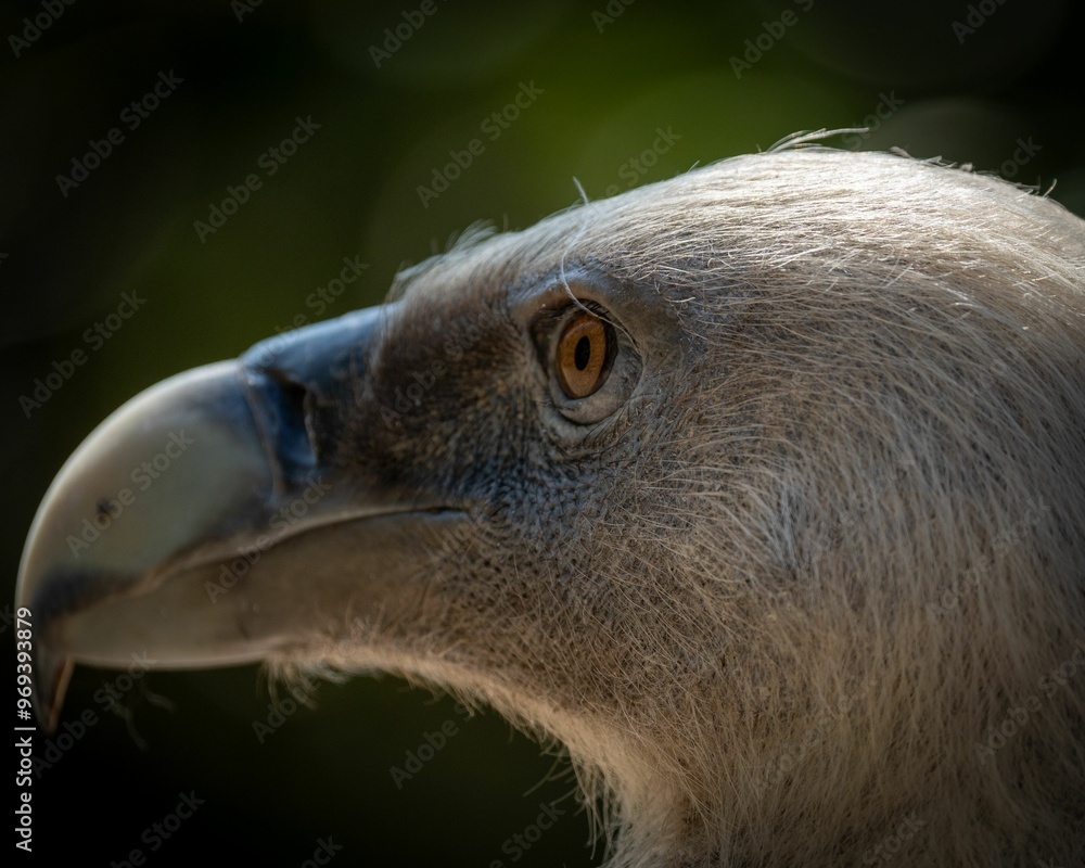 Fototapeta premium Close-up of a vulture's head with detailed feathers and sharp beak.