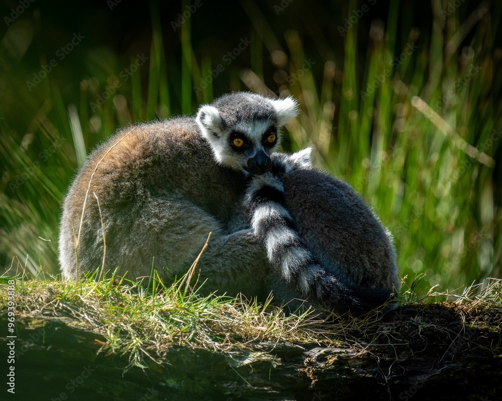 Obraz premium Ring-tailed lemurs cuddling in natural habitat