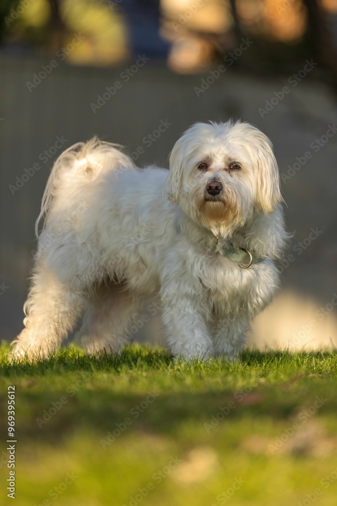 Fluffy white dog standing on green grass in a park. Fluffy white dog standing on green grass in a park.