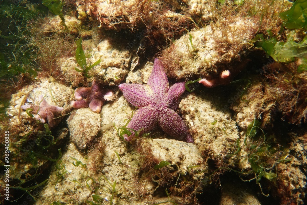 Starfish in the Baltic Sea – Germany Starfish in the Baltic Sea – Germany