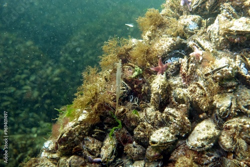 Pipefish in the Baltic Sea – Germany