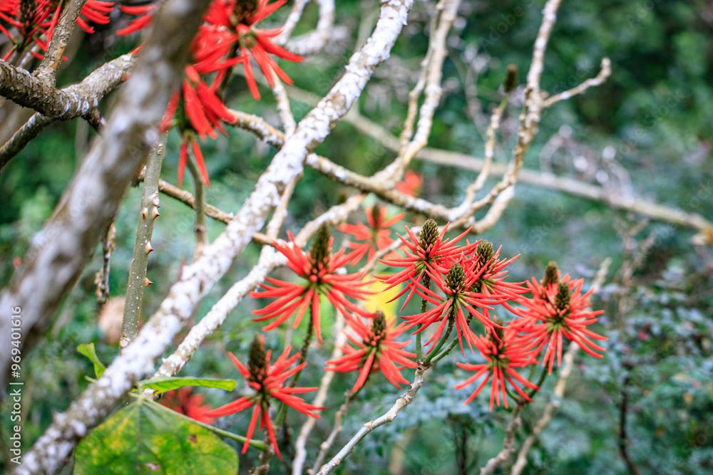 A Cluster of Vibrant Red Ivory Coral Tree Flowers A Cluster of Vibrant Red Ivory Coral Tree Flowers