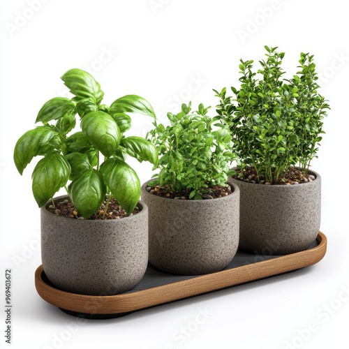 Fresh potted basil plant with green leaves, isolated on white background