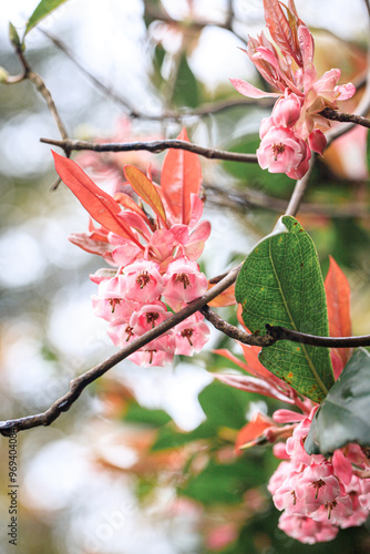  Cluster of Delicate Pink Chinese New Year Flower (Enkianthus quinqueflorus) photo