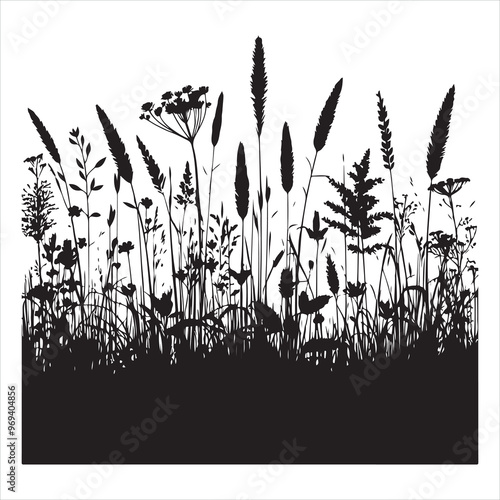 Field with cereals, grass and wild herbs silhouette on white background
