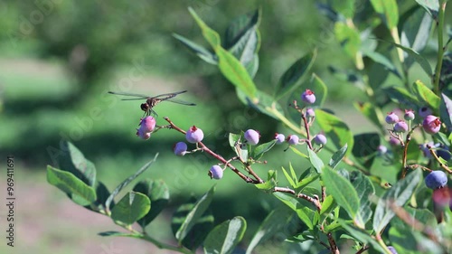 北海道千歳市の収穫前のブルーベリー