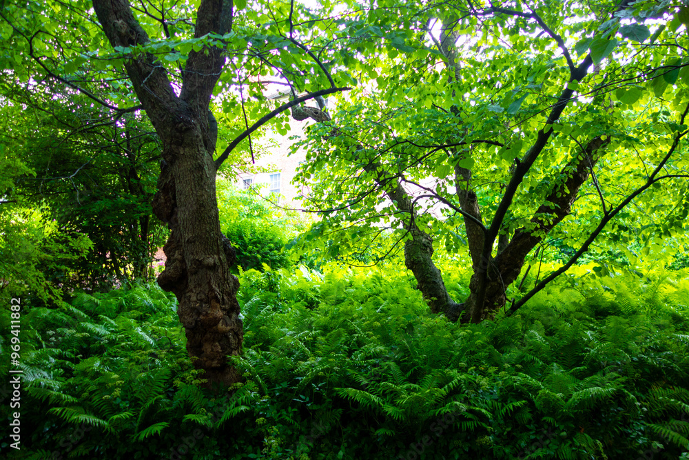 Fototapeta premium Lush foliage and vibrant green plants 