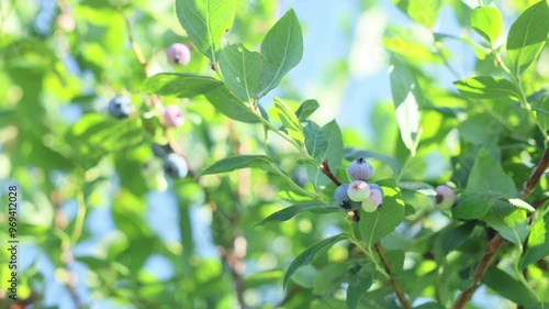 北海道千歳市の収穫前のブルーベリー