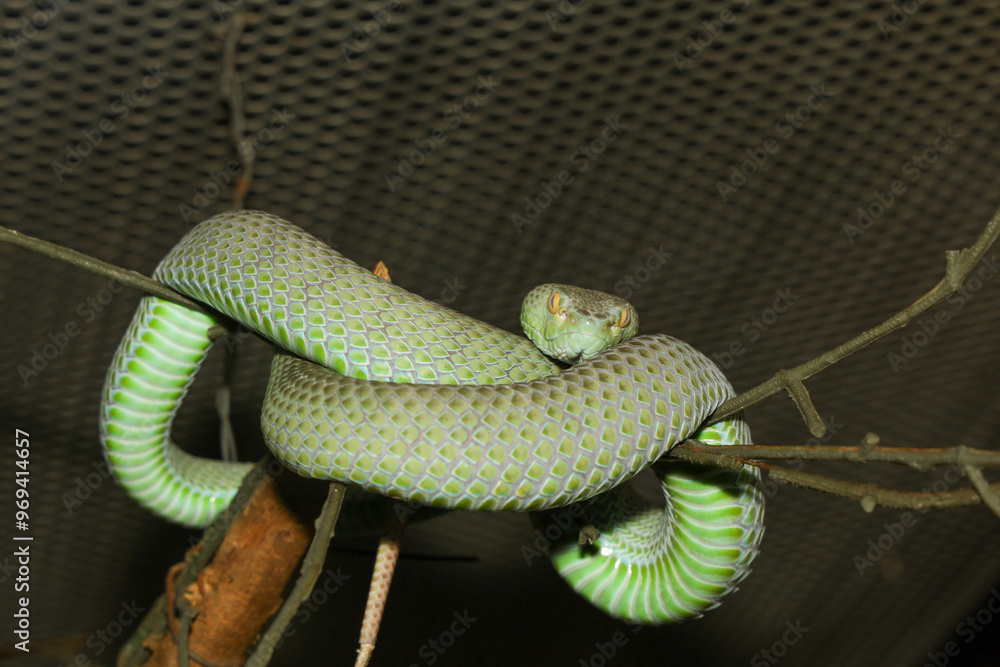 Obraz premium The snake (green pit viper) is rest on the stick tree