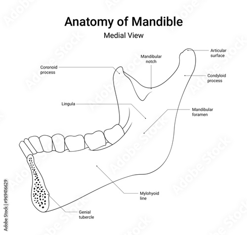 Anatomy of Mandible Medial View in Line Style