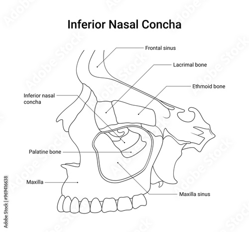 Bone Structure of Inferior Nasal Concha in Line Style