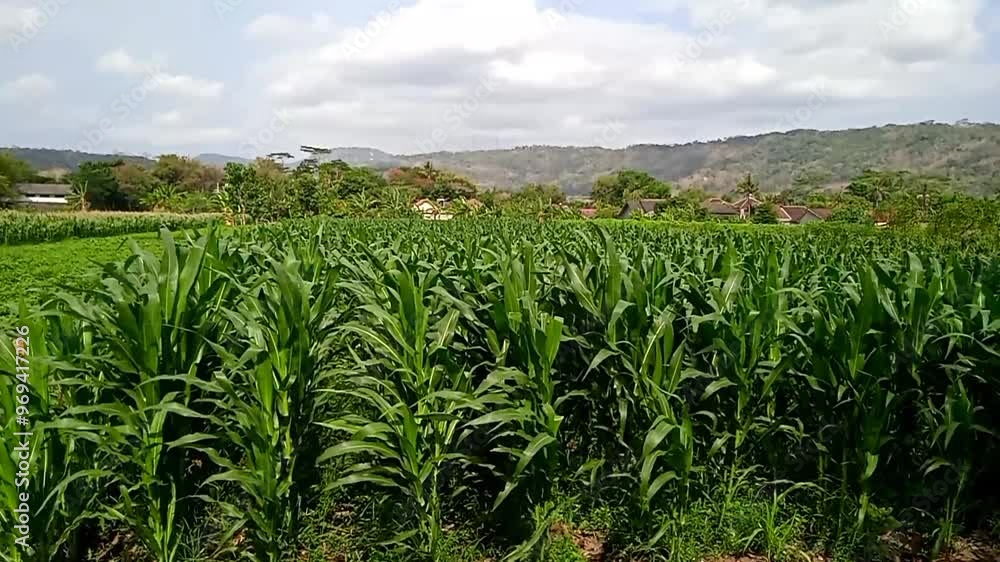corn field in the summer corn field in the summer