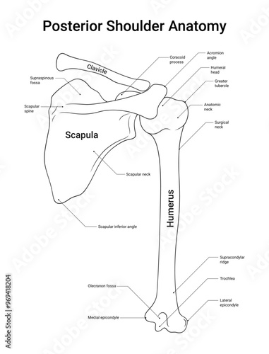 Anatomy of Shoulder Posterior View in Line Style