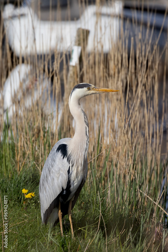 Graureiher in Tipperne photo