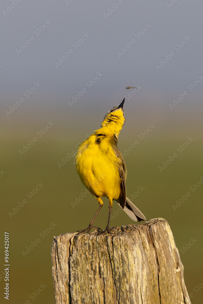 Fototapeta premium Schafstelze mit Libelle in Tipperne