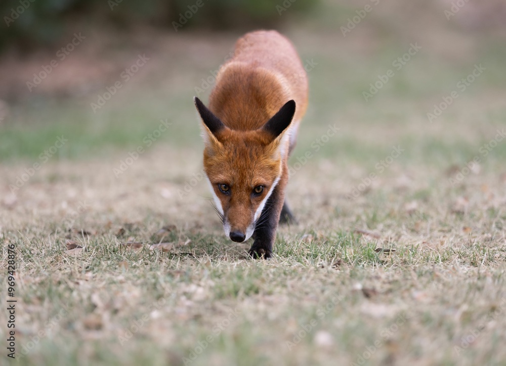 Fototapeta premium Red fox walking on grass