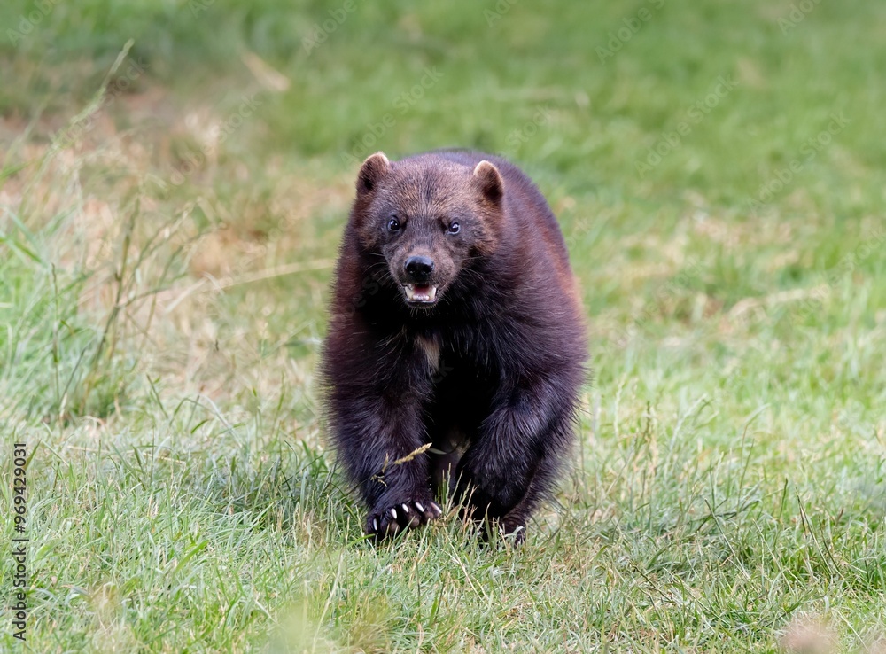 Fototapeta premium Wolverine walking through a grassy field, showcasing its thick fur and strong build