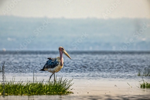 Marabou Stork at the Lake Nakuru, Kenya photo