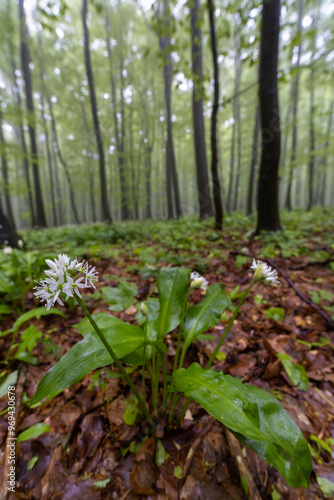 Spring beech forest in White Carpathians, Southern Moravia, Czech Republic