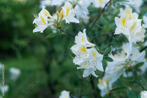 blooming azalea bush in the garden