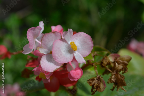 Begonia Big flowers