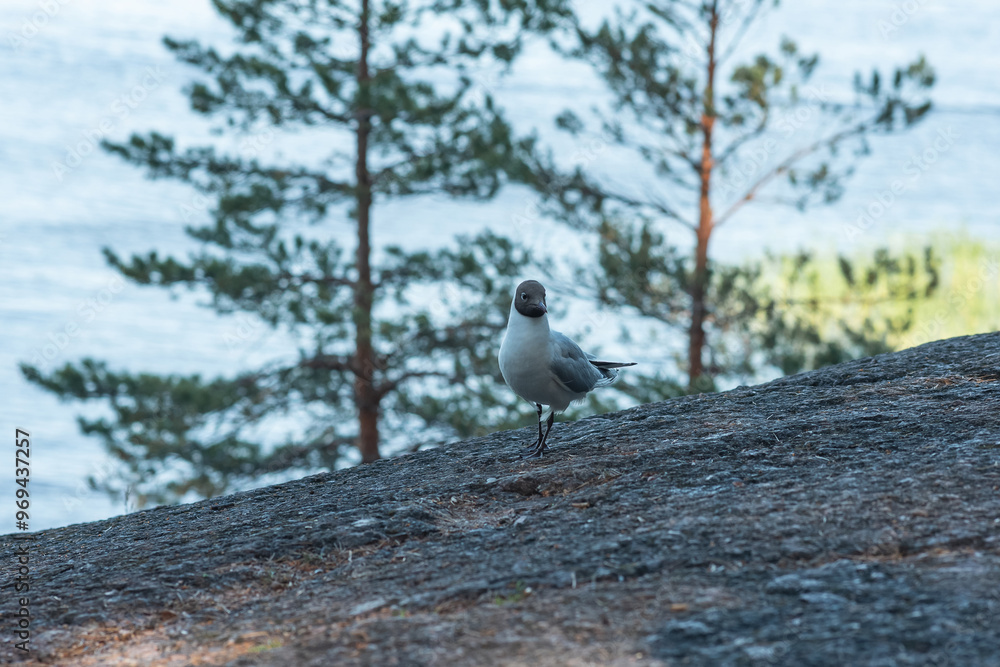 Black-headed gull on rocky lake bank Black-headed gull on rocky lake bank